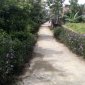 Nhân dân tích cực hưởng ứng phong trào trồng hoa ven đường thay thế cỏ dại, làm đẹp cảnh quan xây dựng nông thôn mới