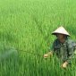 Ban chỉ đạo sản xuất xã hướng dẫn phòng trừ sâu bệnh cuối vụ trên cây lúa vụ Thu Mùa 2023