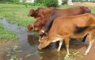 Hướng dẫn các biện pháp phòng, chống bệnh nhiệt thán trên động vật