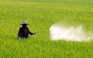  Hướng dẫn phòng trừ các đối tượng sâu bệnh trên cây lúa vụ Thu Mùa 2023