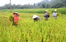 Thọ Diên tập trung thu hoạch lúa vụ Mùa, triển khai sản xuất vụ Đông