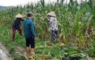 CÔNG ĐIỆN của chủ tịch UBND tỉnh về khắc phục hậu quả do ảnh hưởng của đợt mưa lớn