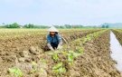 Thọ Diên tập trung thu hoạch lúa vụ Mùa, triển khai sản xuất vụ Đông