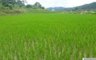 V/v hướng dẫn biện pháp kỹ thuật chăm sóc, phòng trừ sâu bệnh trên cây lúa, vụ Mùa 2024