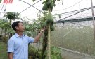 Phát triển rau màu theo hướng hàng hóa
