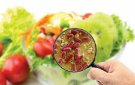 PHÒNG CHỐNG NGỘ ĐỘC THỰC PHẨM TRONG MÙA HÈ