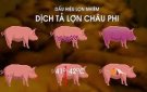 Bài tuyên truyền: Bệnh Dịch tả lợn Châu Phi 