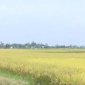 Xã Thọ Diên tập trung chỉ đạo công tác sản xuất năm 2021