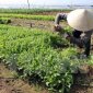 Người nông dân xã Thọ Diên tích cực hưởng ứng, nâng cao ý thức trong sản xuất đảm bảo vệ sinh an toàn thực phẩm
